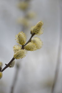 Close-up of white flower buds on twig
