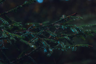 Close-up of leaves