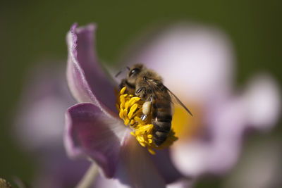 Close-up of bee on purple flower