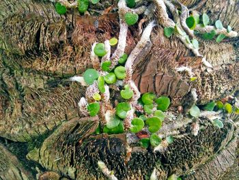 High angle view of cactus growing on field