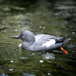 Close-up of duck swimming on lake