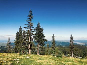 Pine trees on field against clear sky