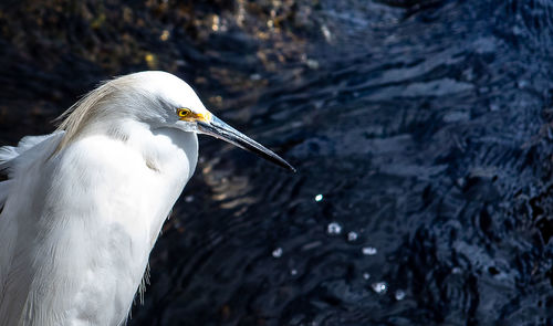 Close-up of seagull