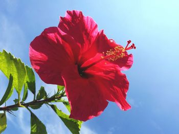 Low angle view of hibiscus blooming against sky