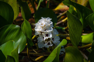 Close-up of white flowering plant