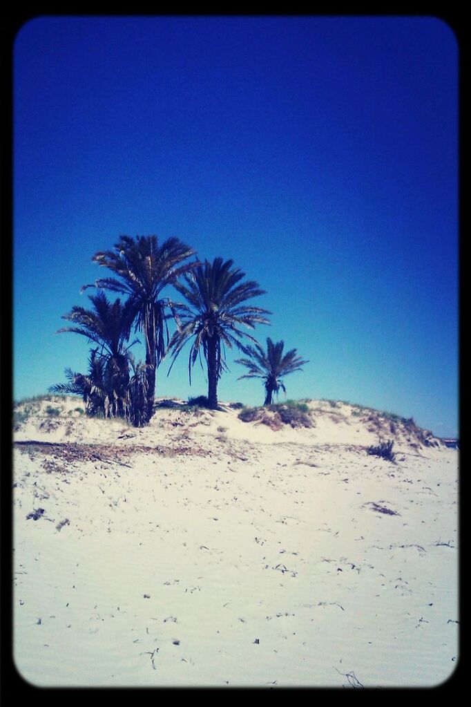 transfer print, clear sky, palm tree, blue, copy space, auto post production filter, beach, sand, tree, tranquility, tranquil scene, nature, sea, beauty in nature, shore, scenics, vignette, sunlight, growth, outdoors