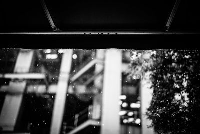 Close-up of plant against white background