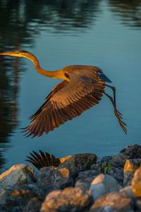 View of bird flying over rocks