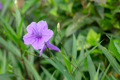 Close-up of pink flowering plant