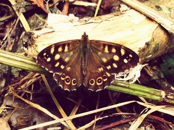 Close-up of butterfly on flower