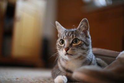 Close-up of cat relaxing at home