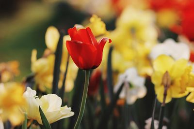 Close-up of red tulip flowers on field