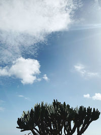 Low angle view of palm tree against sky