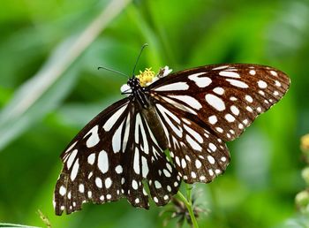 Close-up of butterfly pollinating on flower - tirumala limniace, blue tiger