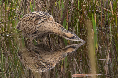 Close-up of duck in water