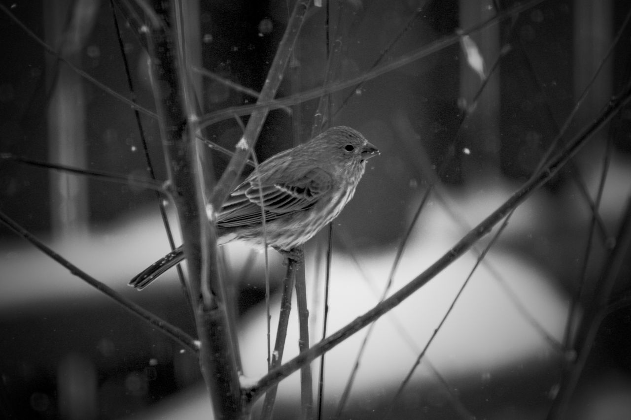 one animal, animal wildlife, animal themes, animal, animals in the wild, vertebrate, perching, bird, nature, no people, day, focus on foreground, plant, outdoors, close-up, tree, branch, looking, selective focus, sparrow