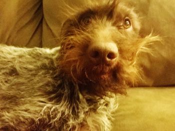 Close-up portrait of a dog at home