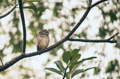 Low angle view of bird perching on branch