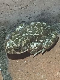 High angle view of crab on sand