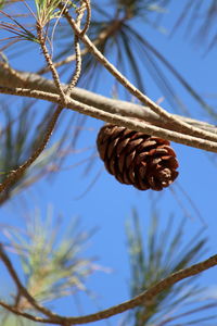 Low angle view of pine cone against sky