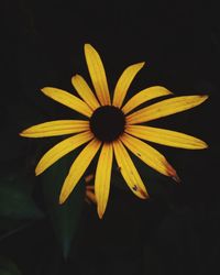 Close-up of yellow daisy flower