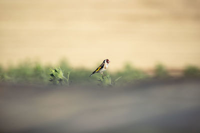 Close-up of small bird