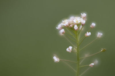 Close-up of flowering plant