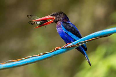 Close-up of bird perching on branch