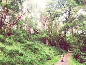 View of trees in forest