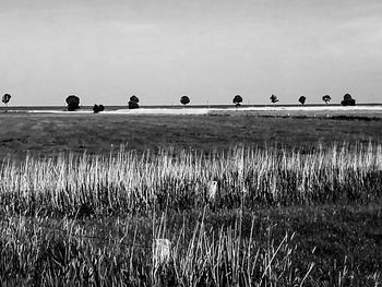 Birds on field against sky