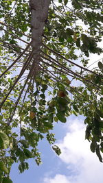 Low angle view of tree against sky