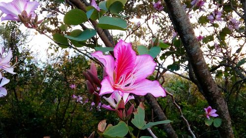 Low angle view of pink flowers blooming on tree