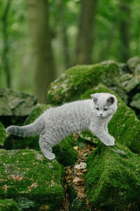 View of lion in forest