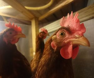 Close-up of rooster in coop