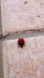 Close-up of ladybug on wall