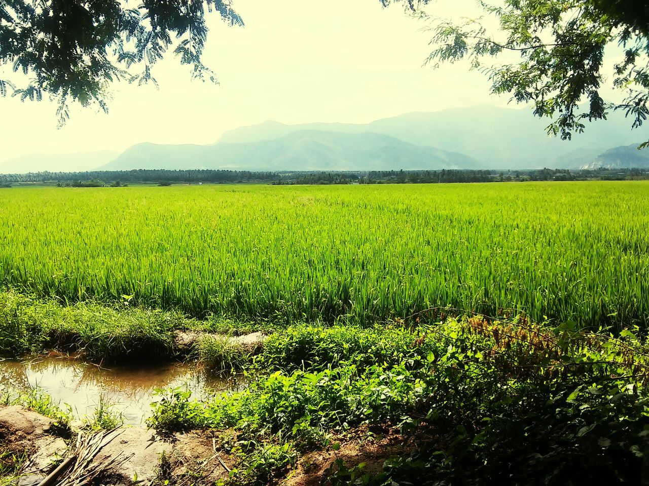 Periyar River