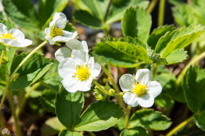 Flowers blooming outdoors