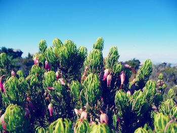 Low angle view of plants against blue sky