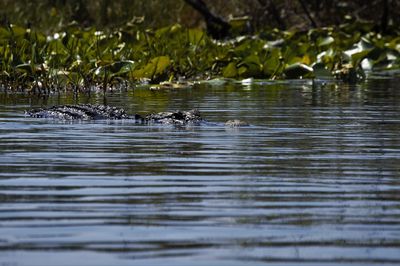 Birds in lake