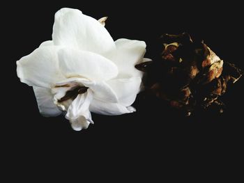 Close-up of flower over black background