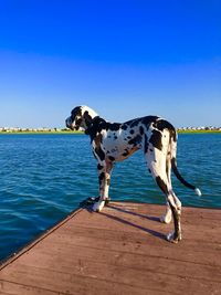 Loves to look at the water, hates to be in it 