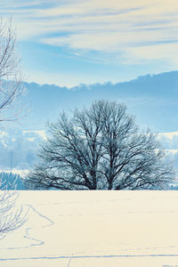 Bare tree on snow covered field against sky