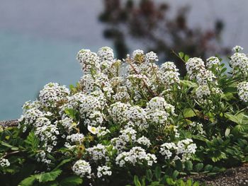 Close-up of fresh white flowers blooming in park