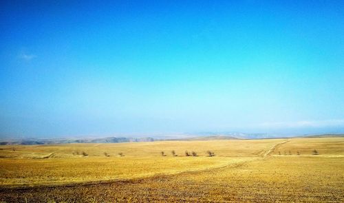 Scenic view of field against clear blue sky