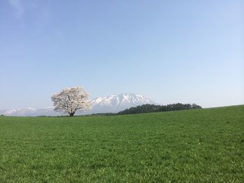 Scenic view of field against clear sky