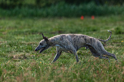 Portrait of dog on grassy field