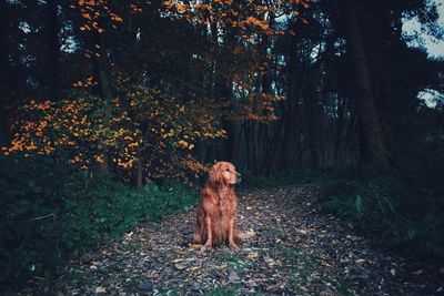 Dog by trees