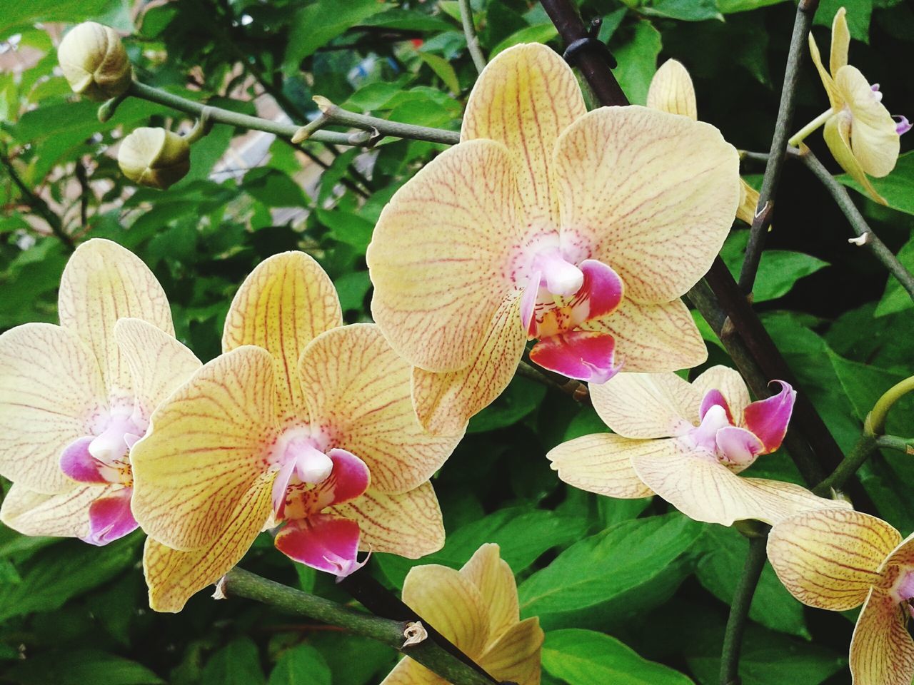 flower, petal, freshness, fragility, growth, flower head, pink color, beauty in nature, leaf, blooming, plant, nature, close-up, orchid, bud, in bloom, park - man made space, focus on foreground, blossom, day