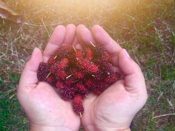 High angle view of hand holding berries