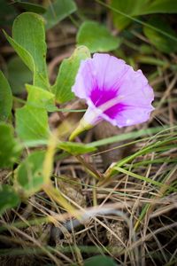 Close-up of purple flowers